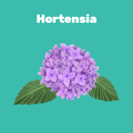 Hortensia